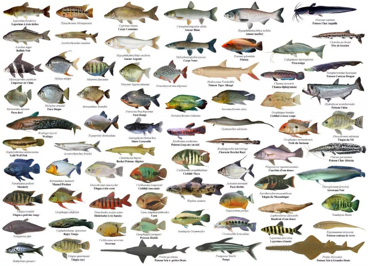 Разновидности морской рыбы фото Poster de Peixes Peixes, Peixe de estimação, Tipos de peixe