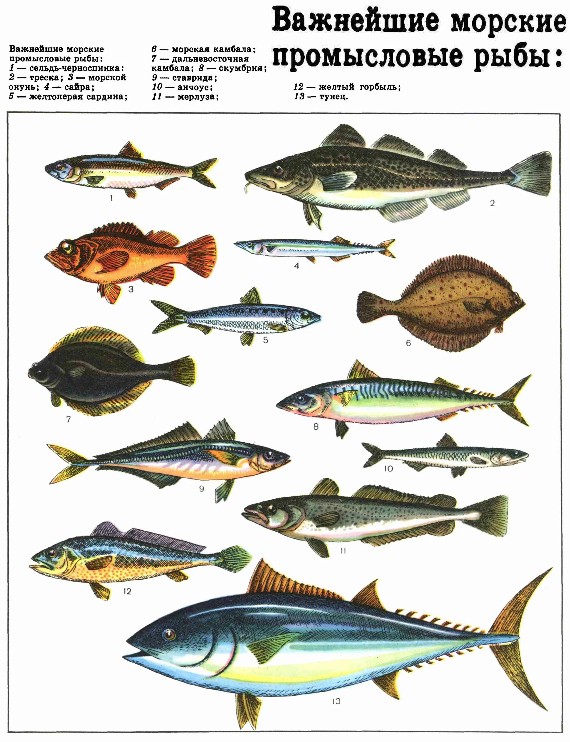 Разновидности морской рыбы фото Важнейшие морские промысловые рыбы (ДЭ-3, Т. 4).