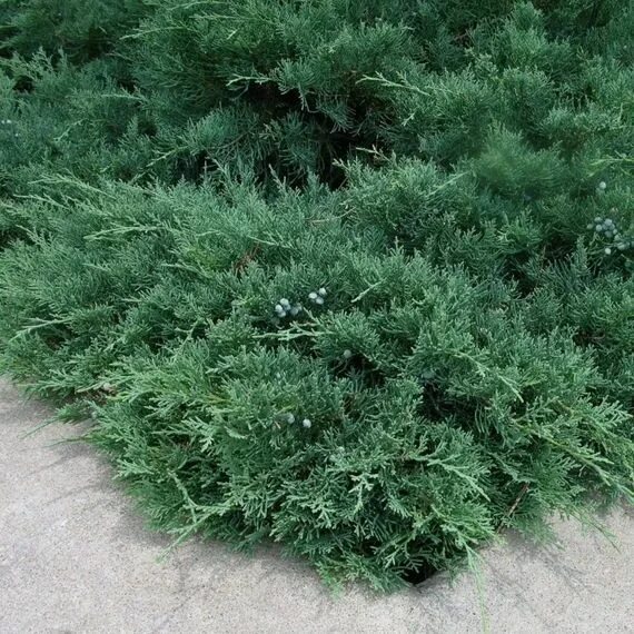 Разновидности можжевельника фото Sargent Green Juniper Evergreen ground cover plants, Juniper plant, Ground cover