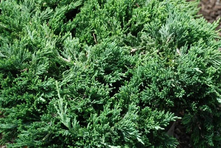 Разновидности можжевельника фото Juniperus horizontalis blue rug Juniperus horizontalis 'Blue Rug' - The Site Gar