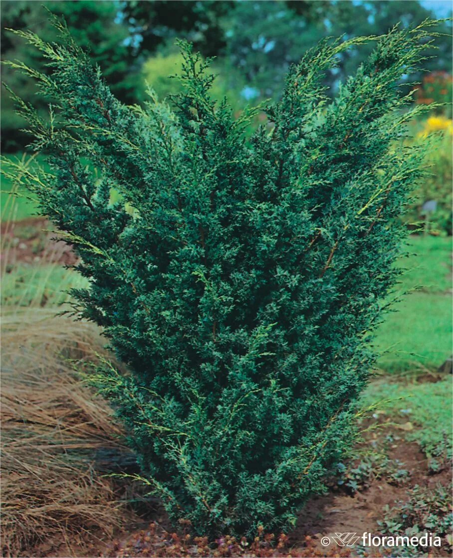 Разновидности можжевельника фото Можжевельник китайский `Блаув`, Juniperus chinensis `Bllauw` СадПарад