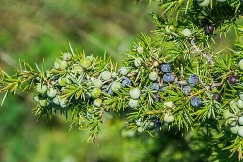 Разновидности можжевельника фото Common juniper - Juniperus communis - 50 seeds eBay