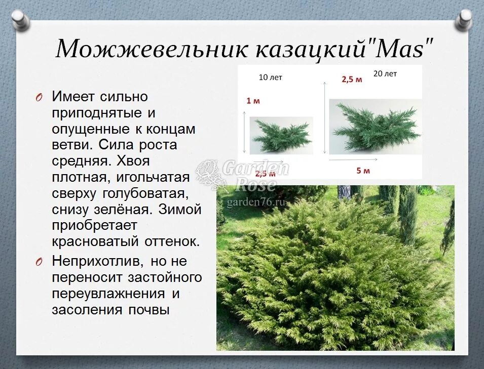 Разновидности можжевельника фото и название описание Можжевельники. Основные правила посадки и ухода.