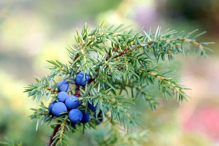 Разновидности можжевельника фото и описание можжевельник Juniperus communis, Bird, Floral