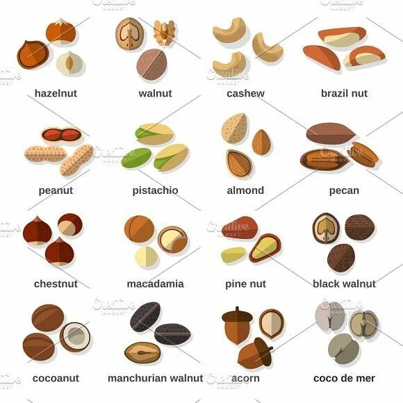 Разновидности орехов фото и название Nuts flat icons set Flat icon, English food, Flat icons set