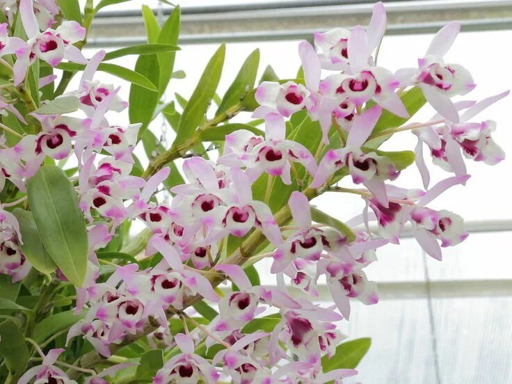 Разновидности орхидей домашних с фото Dendrobium nobile (Noble Dendrobium) - World of Flowering Plants Orquídeas dendr