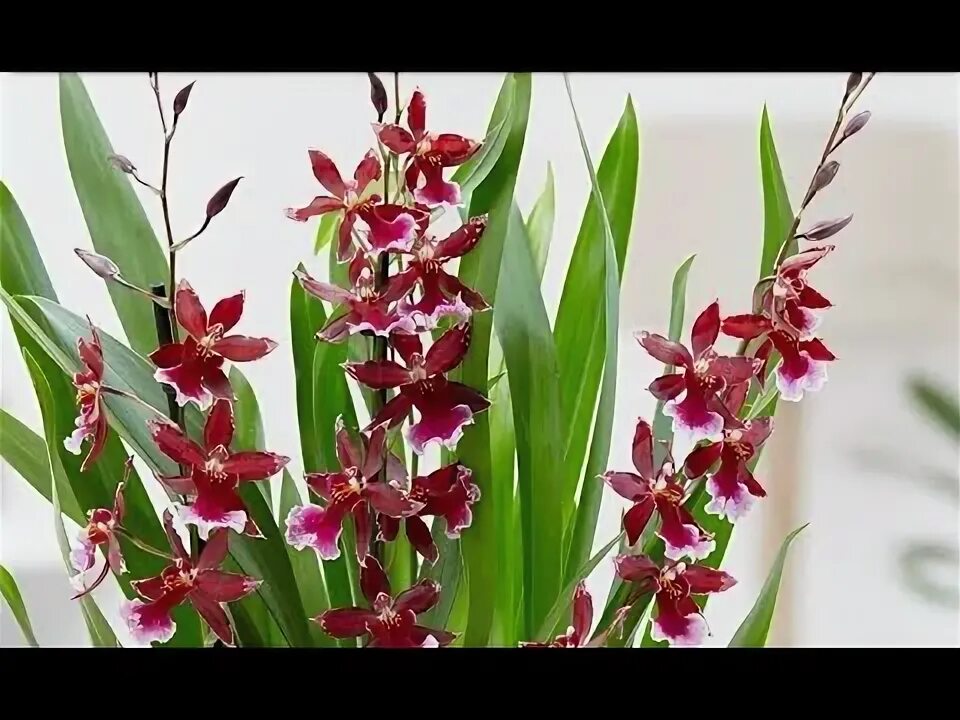 Разновидности орхидей домашних с фото Орхидея Камбрия (Cambria): обзор вида, инструкция по уходу в домашних условиях, 