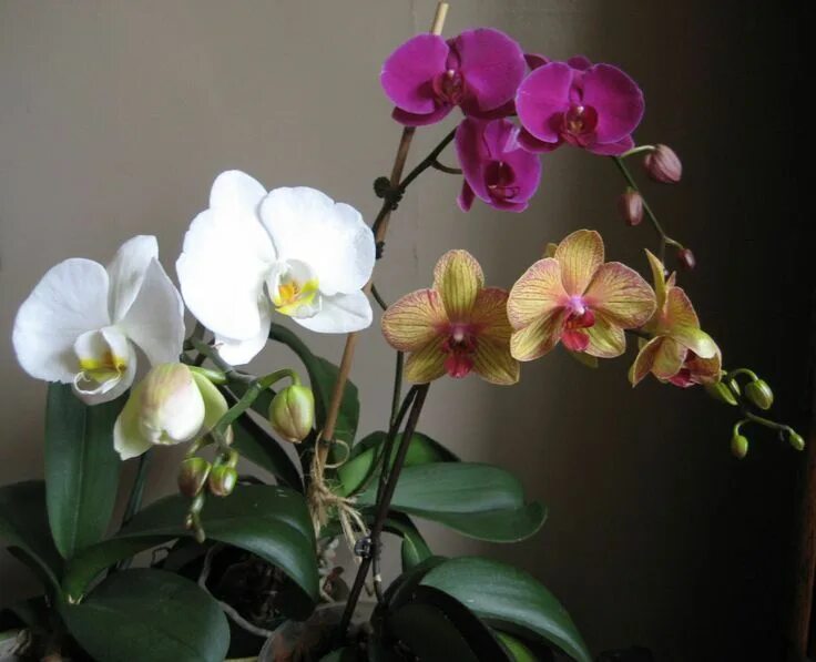 Разновидности орхидей фаленопсис фото Einfache #Orchidee #für Anfänger: #Die #Motte #Orchidee Moth orchid, Orchid care