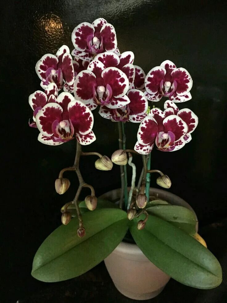 Разновидности орхидей фаленопсис фото Pin by Flo Teodoriu on orchidee Orchid flower arrangements, Orchid flower, Orchi