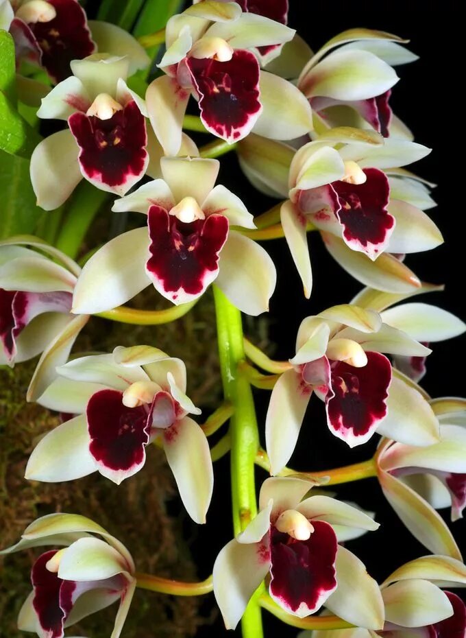 Разновидности орхидей фото Cymbidium (Boat Orchid) Unusual flowers, Amazing flowers, Orchid flower