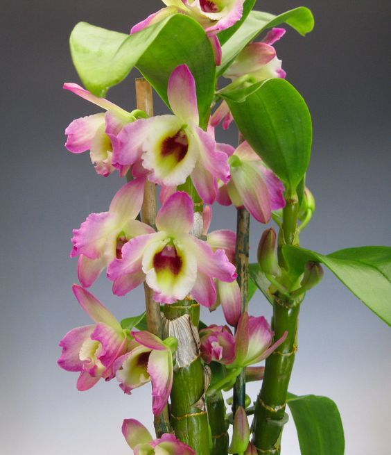 Разновидности орхидей фото Pin by yevo on ❧ Orchidea ❧ Orchid flower, Dendrobium nobile, Beautiful orchids