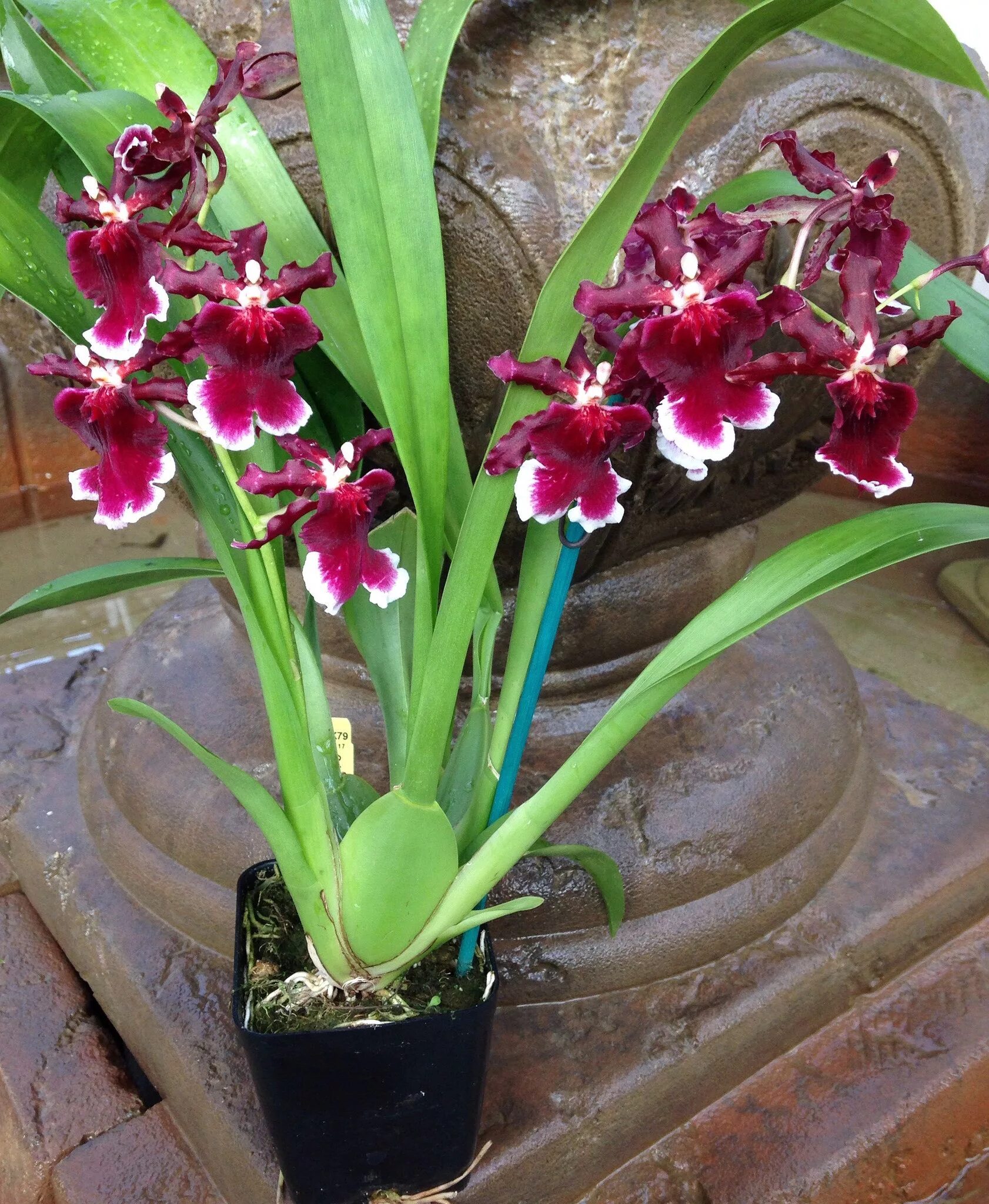 Разновидности орхидей фото и названия уход Oncidium Burgundian '#2' (schroederianum x Harry Sutton) Growing orchids, Beauti