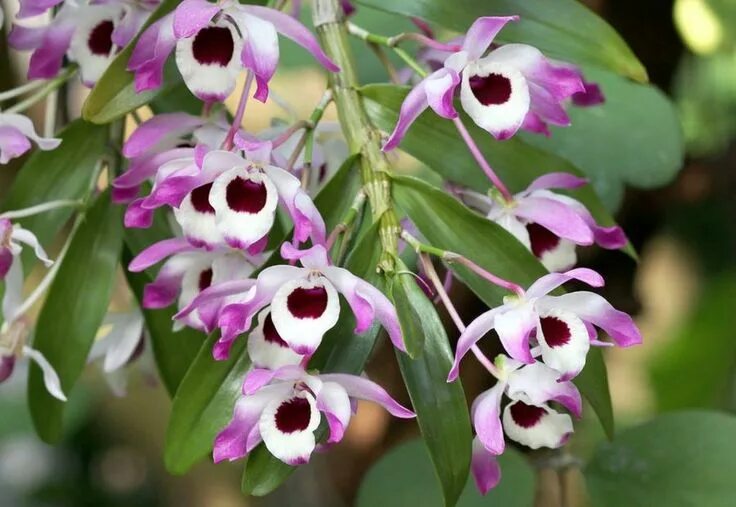 Разновидности орхидей фото и названия уход Nombres y características de los 5 tipos de orquídeas más bellas Dendrobium orch