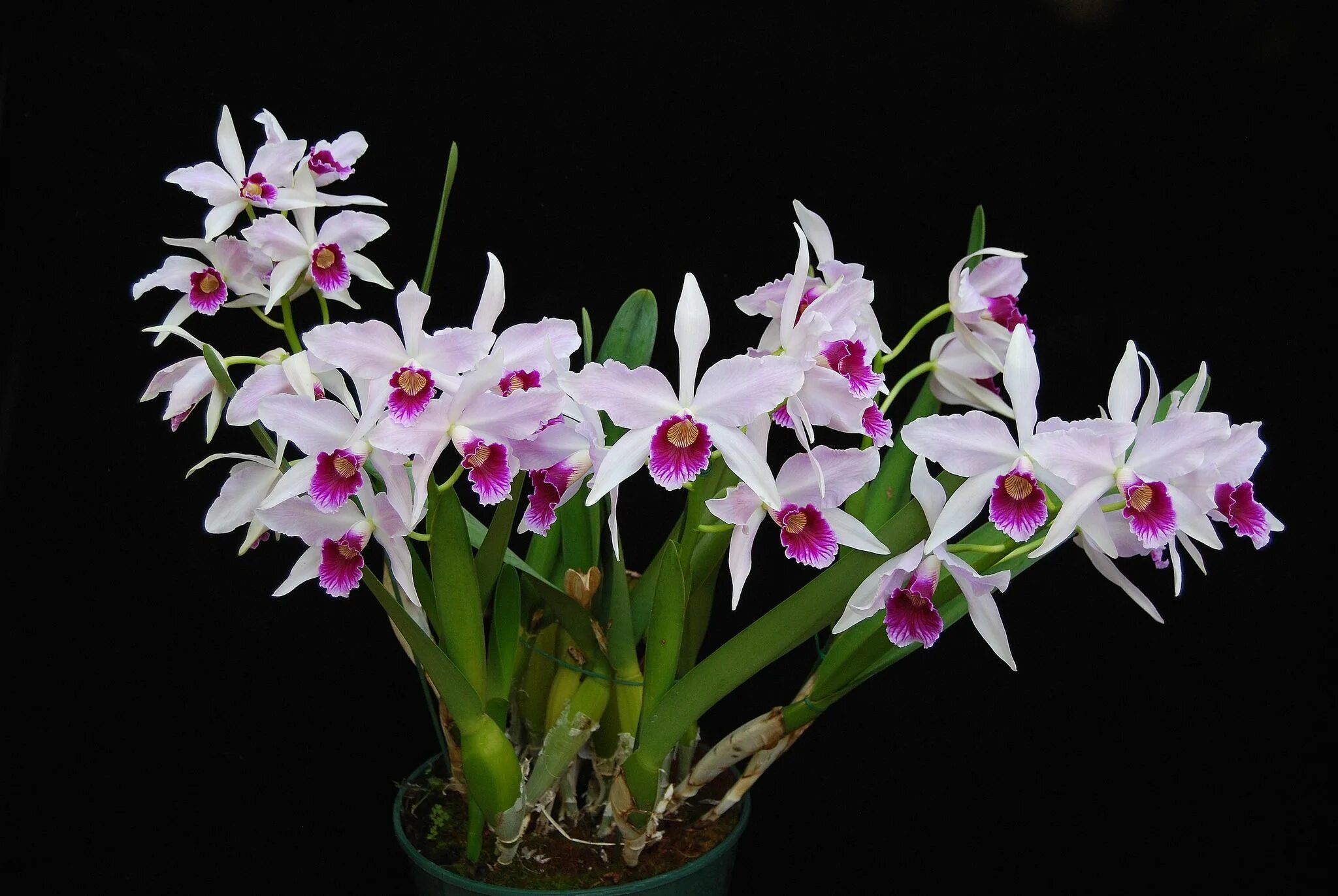 Разновидности орхидей фото с названиями и описанием Laelia purpurata 'Purp One' Plant Plants, Orchids, Fertilizer