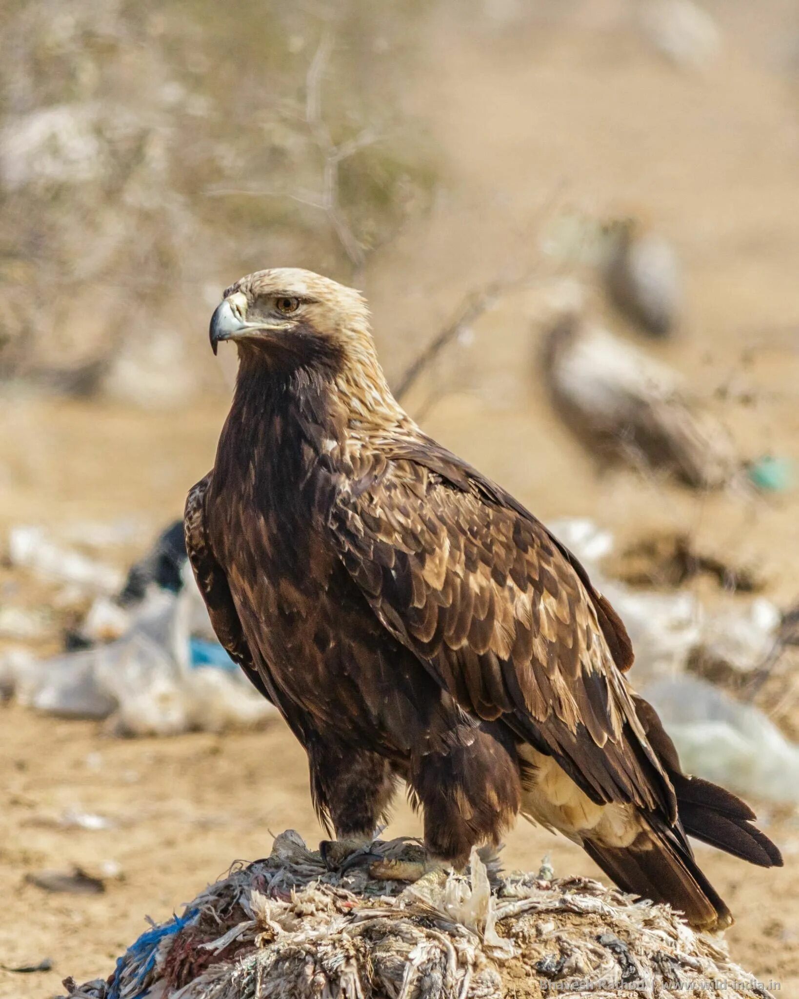 Разновидности орлов фото The empire of the eagle the world s most graceful bird - in pictures - Artofit