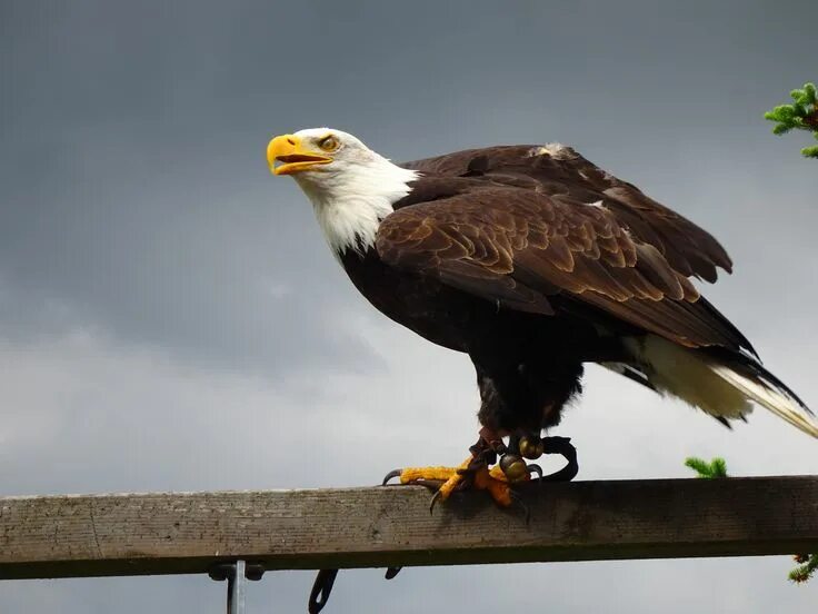 Разновидности орлов фото Aguilas - Halcones (Eagles & Falcons) Halcon, Animales