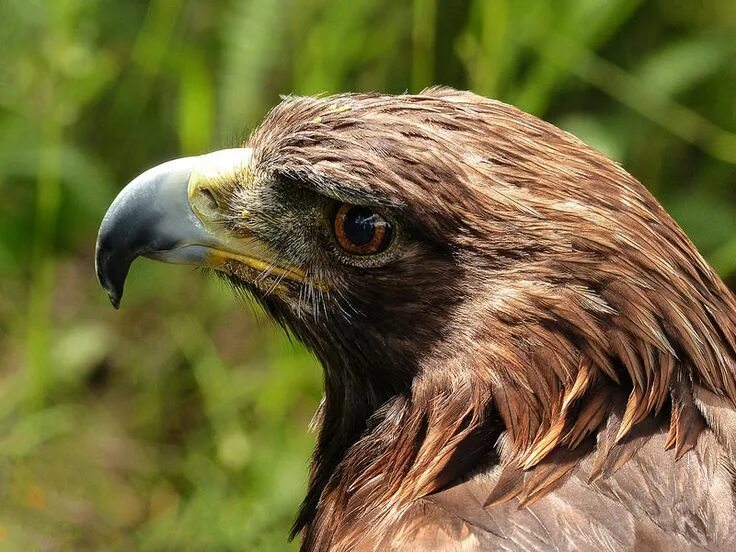 Разновидности орлов фото и их названия Golden Eagle named Spirit Exotic birds, Golden eagle, Beautiful birds