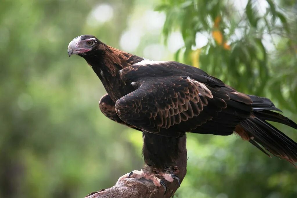 Разновидности орлов фото и их названия Wedge-tailed Eagle (Aquila audax), Darwin, Northern Territ. Flickr