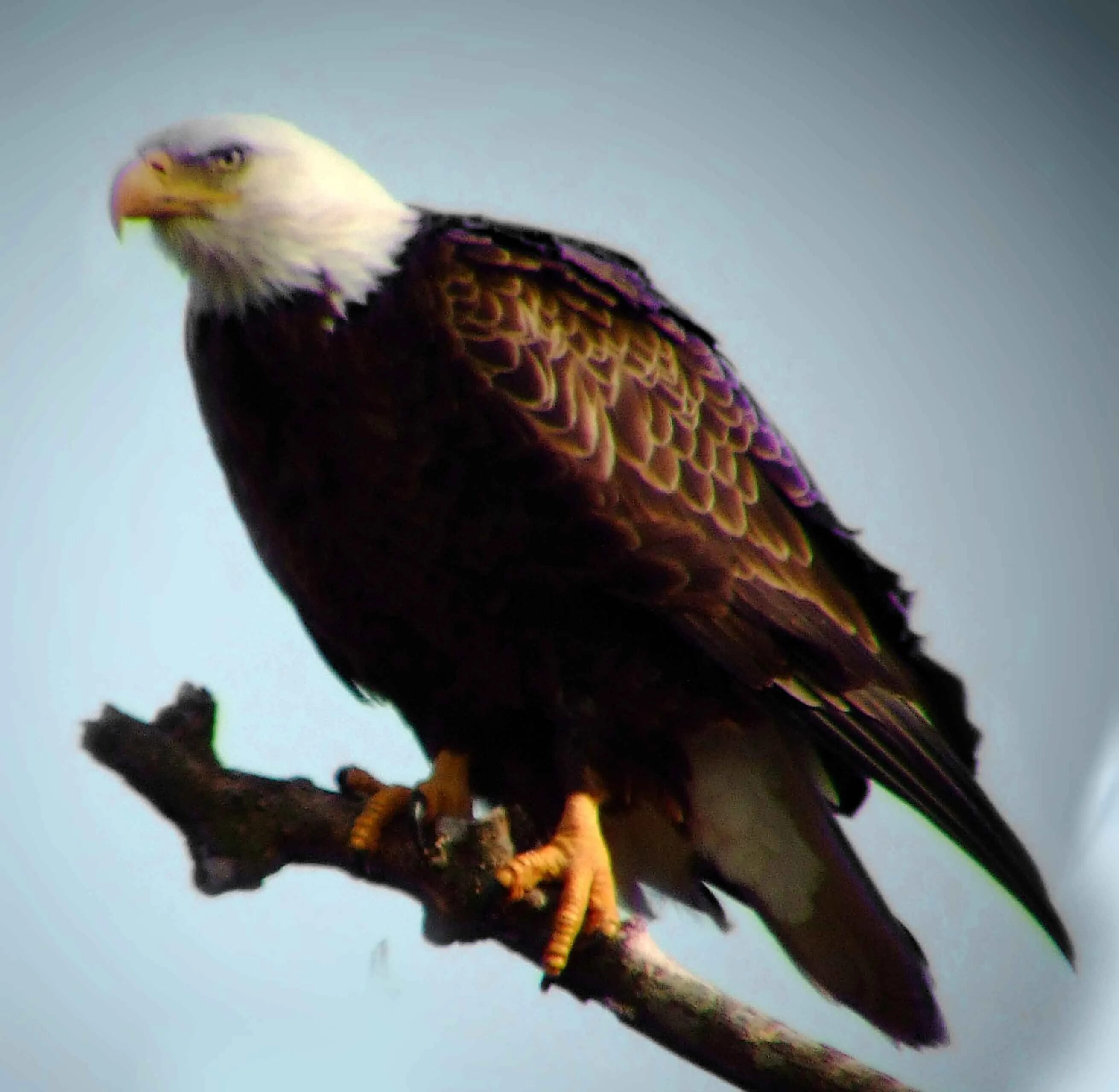 Разновидности орлов фото и их названия The bald eagle is an species