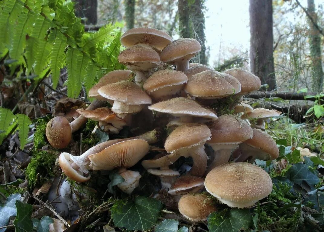 Разновидности осенних опят фото и описание Опёнок настоящий (Armillaria mellea). Фото на сайте "Грибы: информация и фотогра