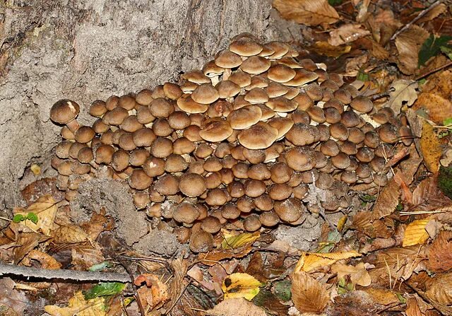 Разновидности осенних опят фото и описание File:Armillaria mellea 2014 G1.jpg - Wikimedia Commons