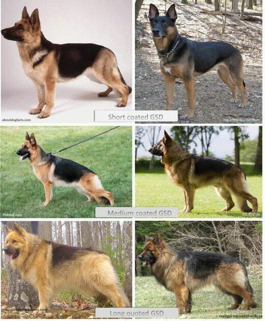 Разновидности овчарок фото с названиями German Shepherd Coat and Color Varieties Short haired german shepherd, German sh