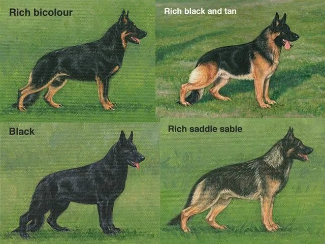 Разновидности овчарок фото с названиями Pin en German Shepherd Puppies