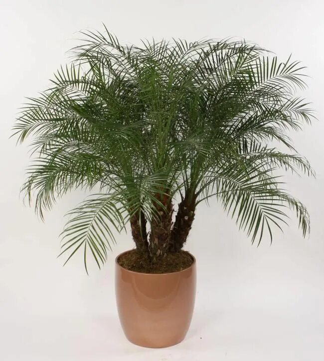 Разновидности пальмовых комнатных растений фото Palms Gallery Farm Life Tropical Foliage Plante