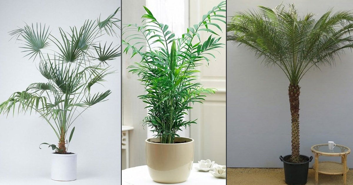 Разновидности пальмовых комнатных растений фото 17 Types of Indoor Palm Plants Best Palm Varieties