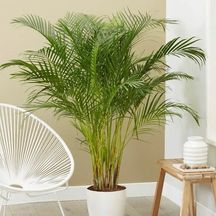 Разновидности пальмовых комнатных растений фото 12 NASA recommended air-purifying plants that you must have in your house Large 