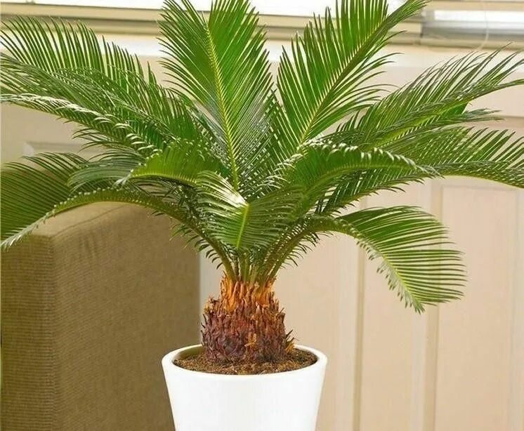 Разновидности пальмовых комнатных растений фото Sago Palm Tree - PlantingTree Sago palm, Sago palm tree, Balcony plants