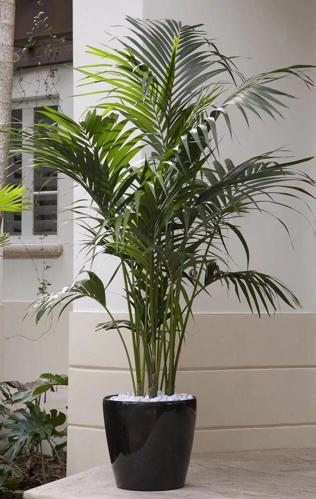 Разновидности пальмовых комнатных растений фото How to Grow Palms Plantas de exterior, Plantas, Plantas de interior