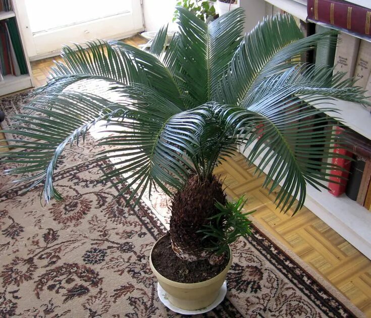 Разновидности пальмовых комнатных растений фото Cycas revoluta, Cica. Planta que tiene la forma de pequeña palmera, provista de 