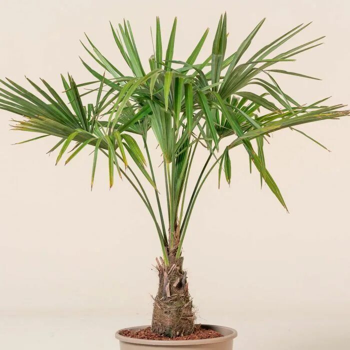 Разновидности пальмовых комнатных растений фото Трахикарпус пальма1_Trachycarpus fortunei - купить по выгодным ценам в интернет-