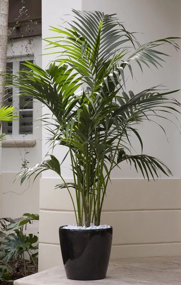 Разновидности пальмовых комнатных растений фото и название How to Grow Palms Plantas de exterior, Plantas, Plantas de interior