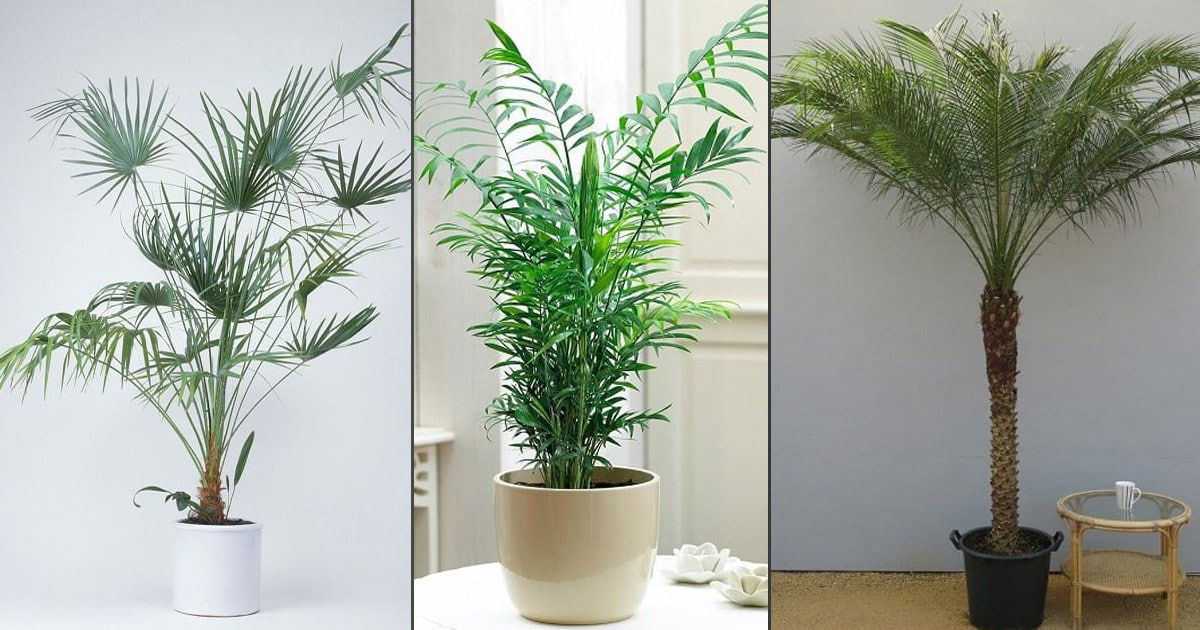 Разновидности пальмовых комнатных растений фото и название 17 Types of Indoor Palm Plants Best Palm Varieties