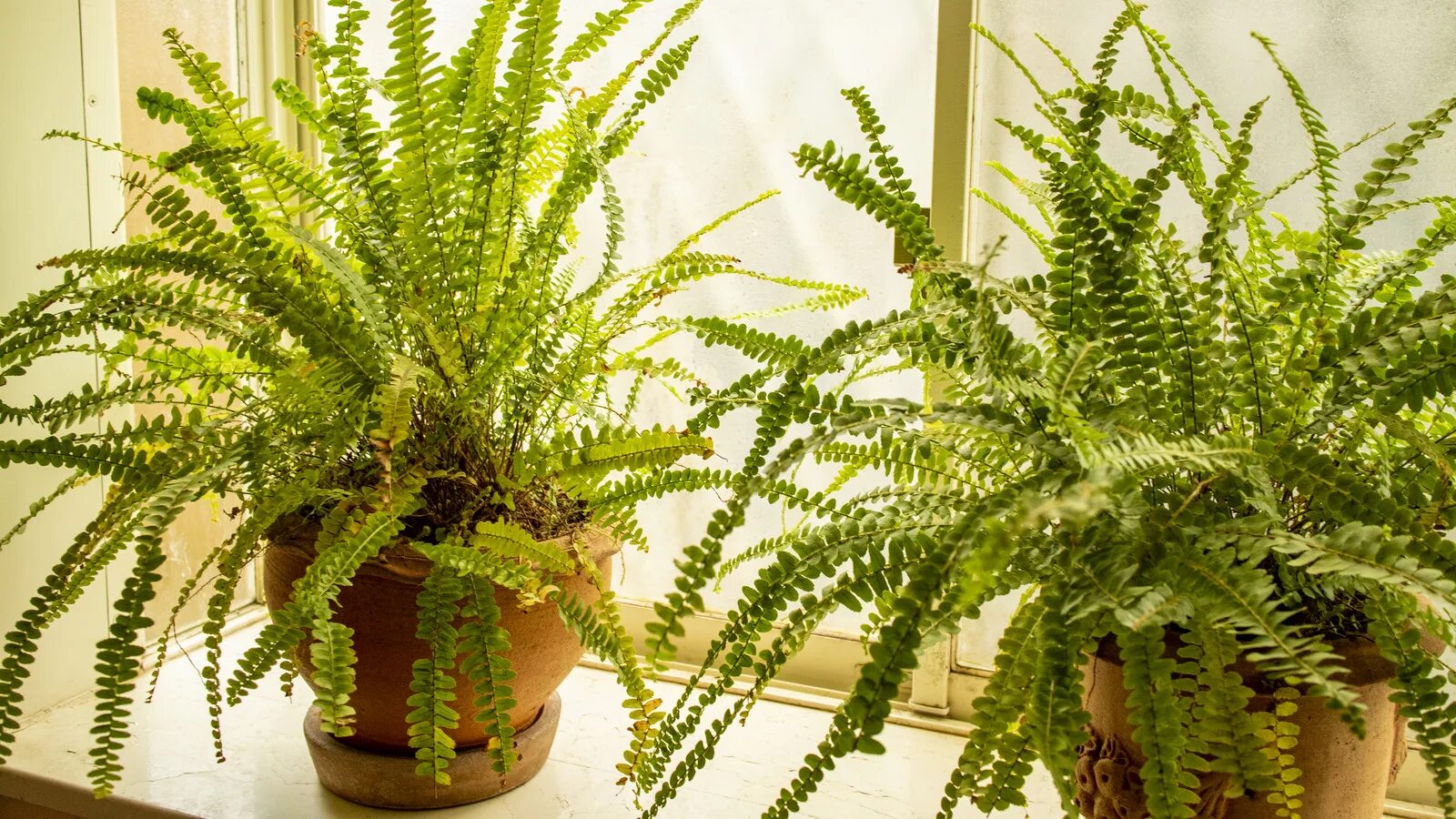 Разновидности папоротников комнатных фото и названия 15 Ferns That Could Make The Perfect Houseplant