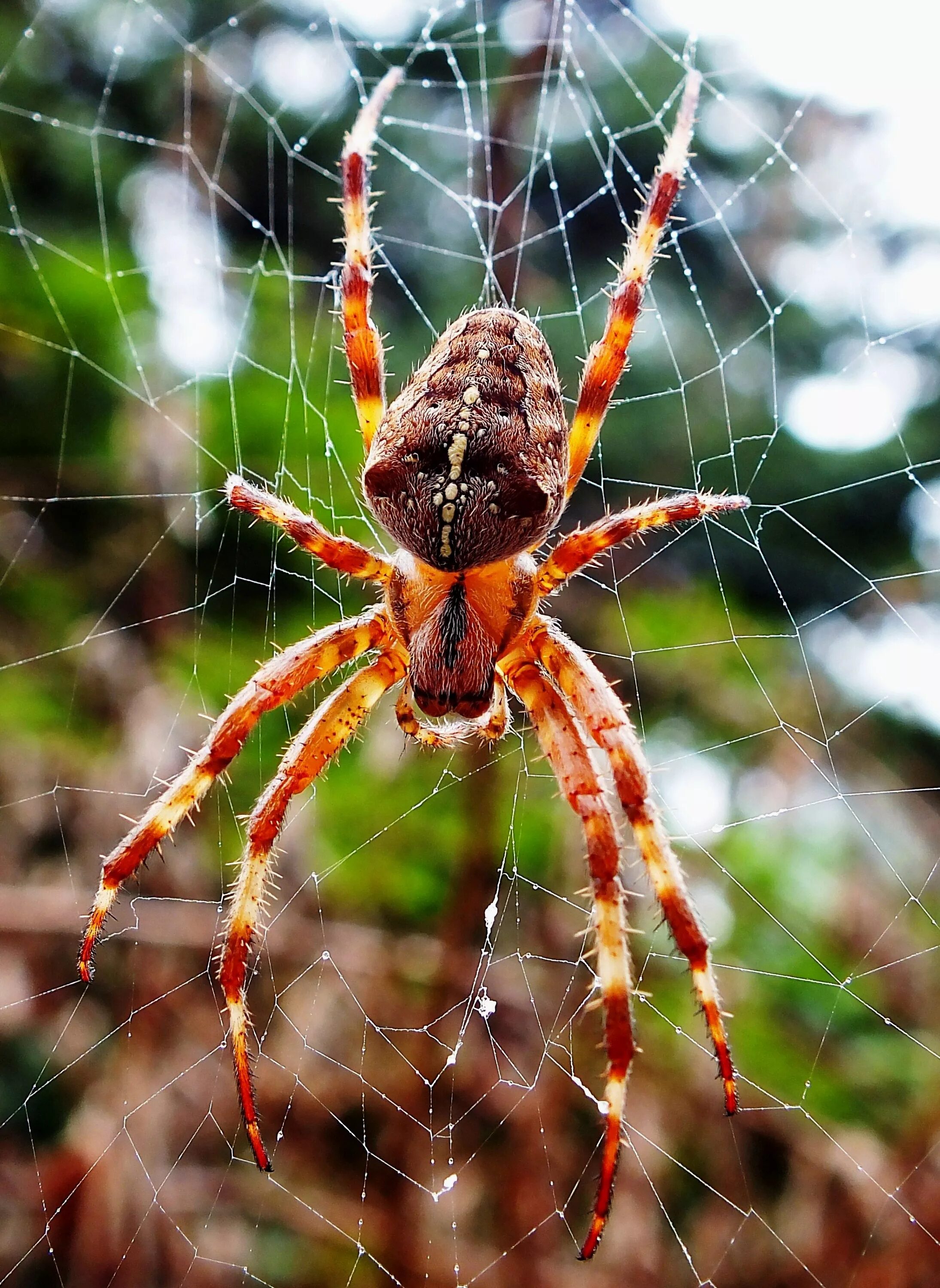 Разновидности пауков фото Arachnid Happy animals, Bugs and insects, Creepy crawlies