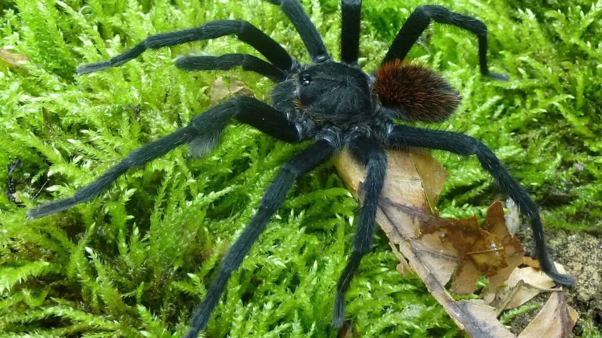 Разновидности пауков фото с названиями Terrifying new tarantula with poisonous hairs protruding from body discovered by