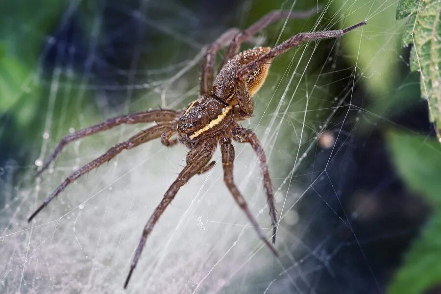 Разновидности пауков фото с названиями Posts Tagged 'spider building' IRON GUN IRON The labial gland was studied by Sch