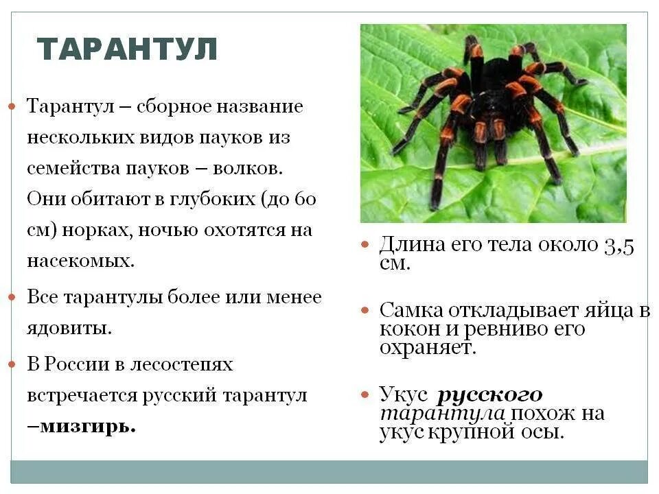 Разновидности пауков фото с названиями и описанием Виды пауков-птицеедов: описание разновидностей и пород для начинающих