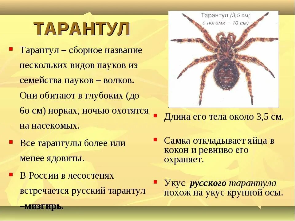 Разновидности пауков фото с названиями и описанием Сообщение про паука: найдено 90 изображений