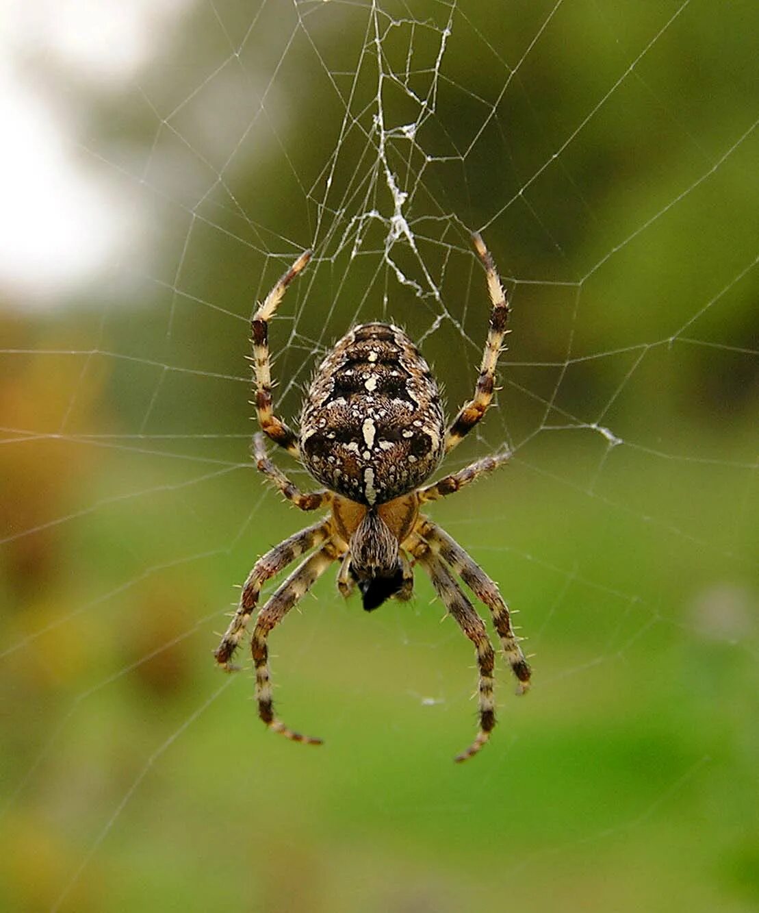 Разновидности пауков в россии описание фото European Garden Spider Wild Kratts Wiki Fandom