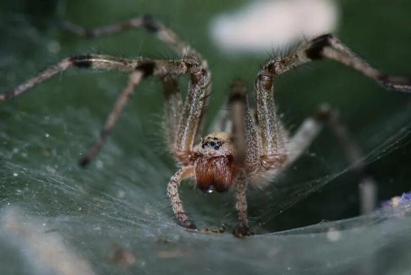 Разновидности пауков в россии описание фото Real spider pictures HD phone wallpaper wallpapers.media