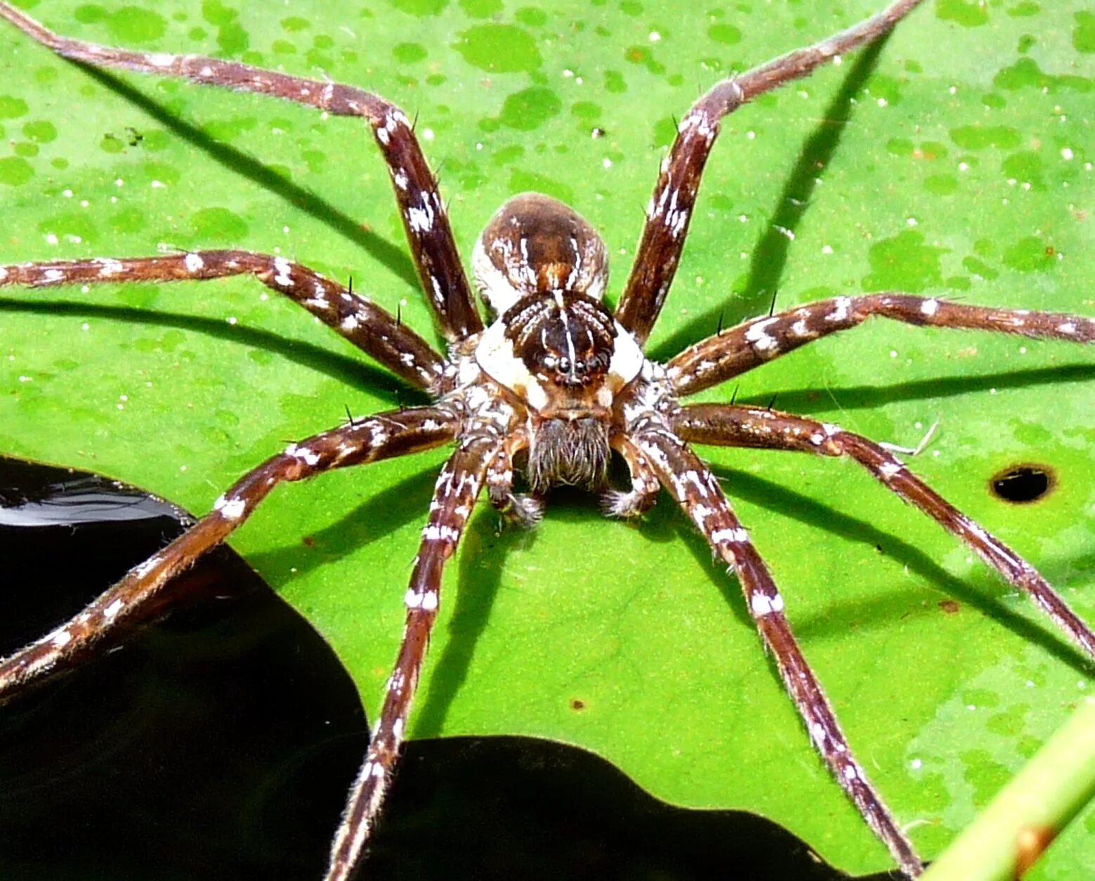 Разновидности пауков в россии описание фото spiders Swimming with Spiders Spider, Spiders repellent, Spider control