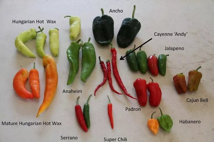 Разновидности перца фото Peppers - Sweet and Heat! : Yard and Garden News : University of Minnesota Exten