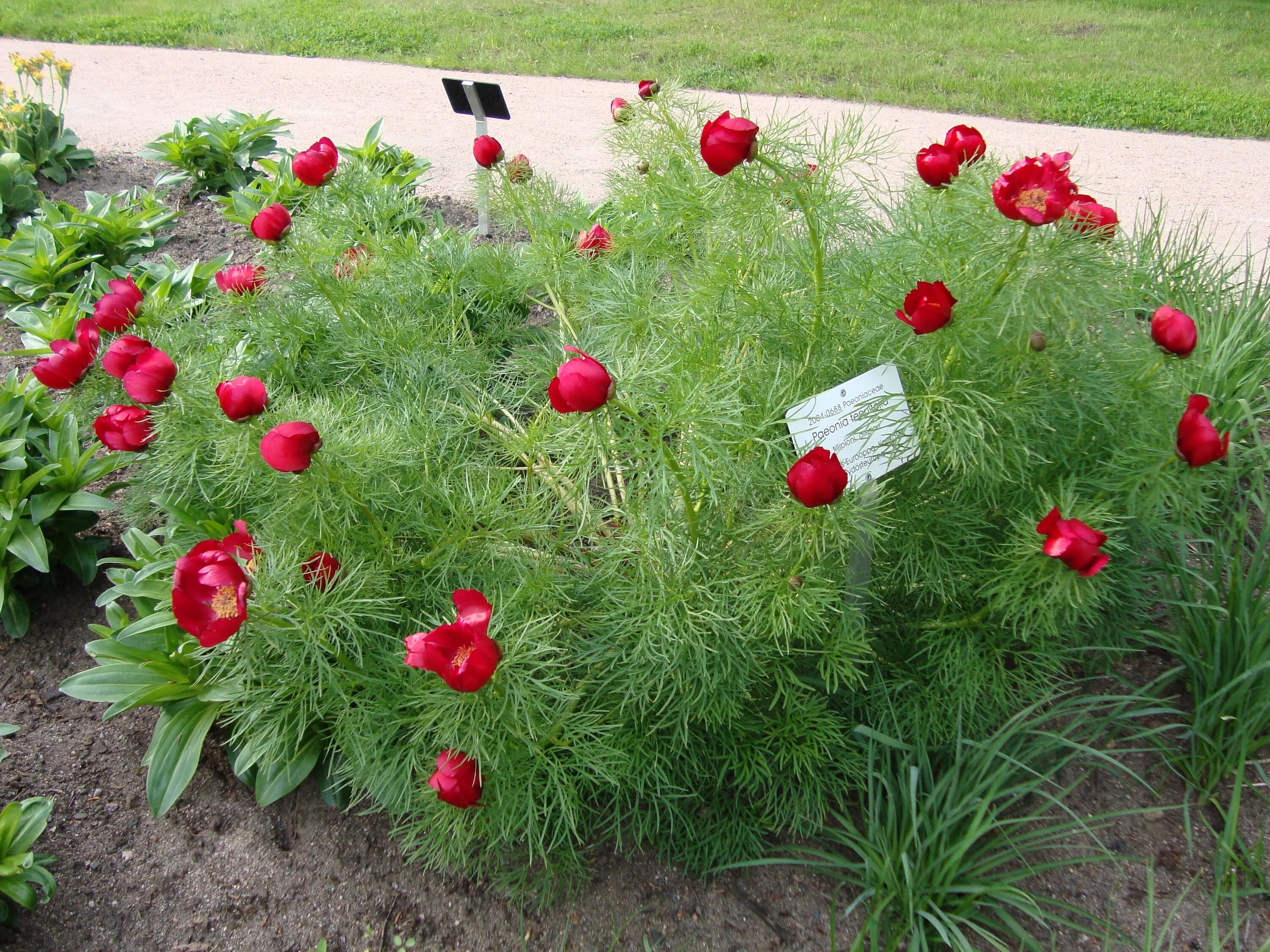 Разновидности пионов с фото и описанием Файл:Paeonia tenuifolia Pioni, tillipioni Dillpion C DSC03045.JPG - Википедия