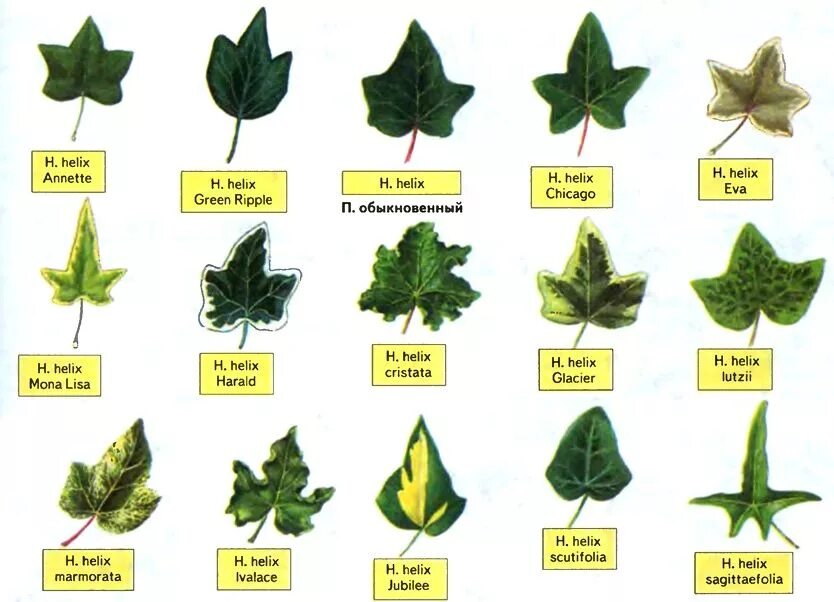 Разновидности плюща комнатного фото и названия kinds of ivy (hedera) Ivy plants, Ivy plant indoor, Plants