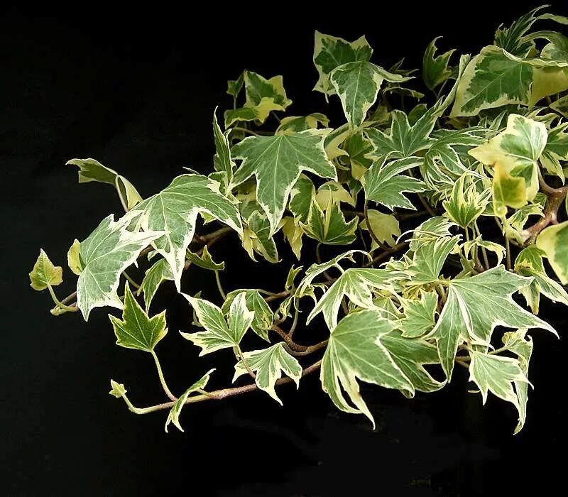 Разновидности плюща комнатного фото и названия File:Hedera helix2 ies.jpg - Wikimedia Commons