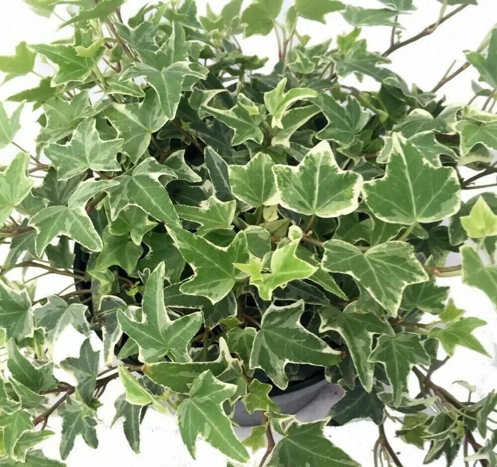 Разновидности плюща комнатного фото и названия Hedera Ivy English Glacier Easy To Grow Indoor Plant 2.5" Pot 691184562554 eBay 